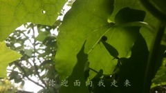 诗歌-美恰如你
