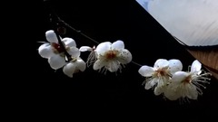 一剪梅