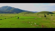 Peão de Boiadeiro