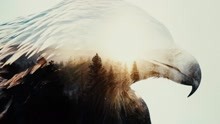 The Eagle Flies Alone (official video)