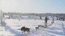 Isbjørn