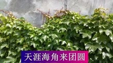  - 云南山歌：真爱网络情缘