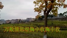  - 伤感歌曲：再见了大别山