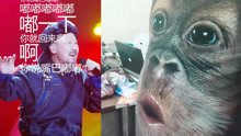 腾格尔版《嘴巴嘟嘟》