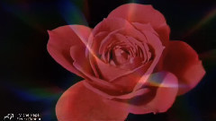 Fleur D 'Amour