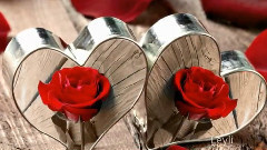 The Rose