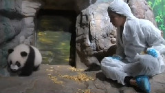 少女时代 - MBC Animals Yuri Cut