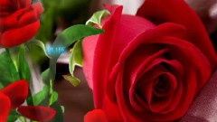 Tango de roses