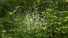 风之童谣
