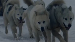 She Wolf