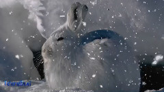 Love Song In Winter