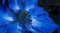 To Blossom Blue