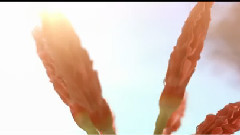 彼岸花