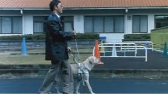 影视原声 - <导盲犬小Q>