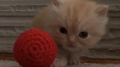 Kitten Dance