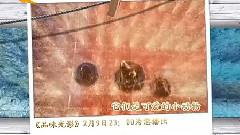 影视原声 - 电影<豚鼠特工队>