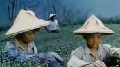 鲁冰花