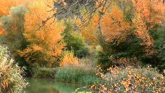 Autumn Leaves
