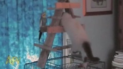 猫咪趣事多