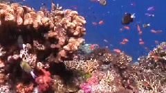 Antik 海洋版
