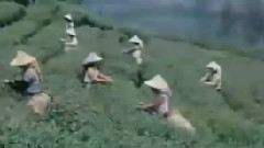 影视原声 - 鲁冰花