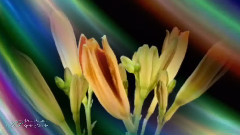 Spring Waltz