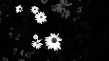 野菊花 - 野菊花乐队新专辑预告