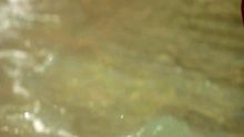 Bungee