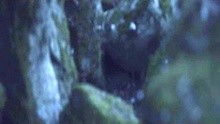 The Visitor