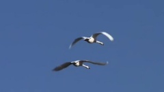 Ciel Radieux