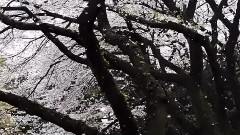 Wind