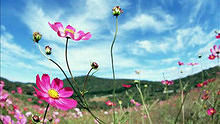 Summer Scent