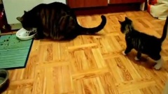 小萌猫