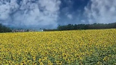 Caruso
