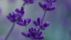 Lavender Hills