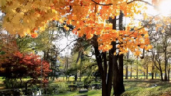 Autumn